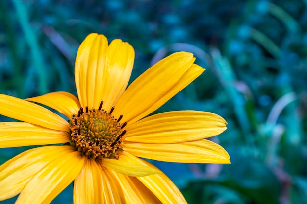 Fleur jaune expressive sur fond naturel