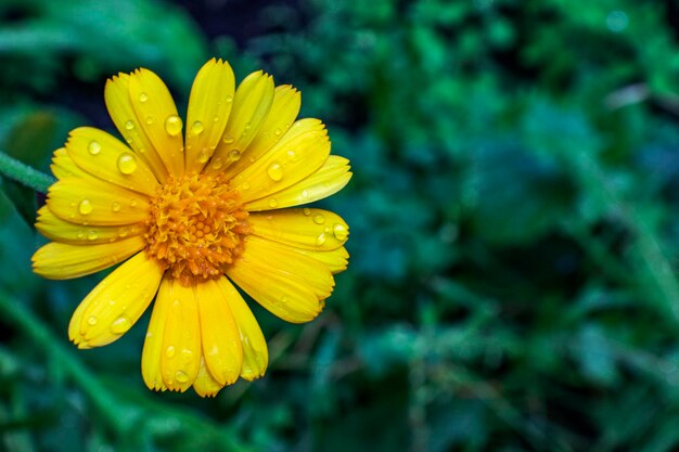 Fleur jaune expressive sur fond naturel