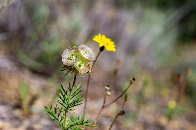 Photo une fleur jaune avec une feuille verte dessus est entourée d'un fond vert.