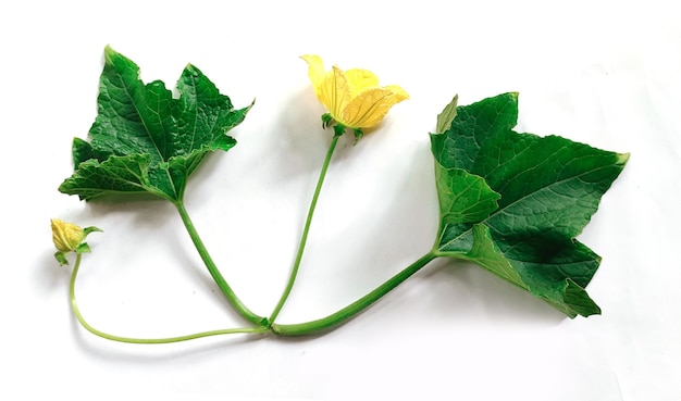 Photo fleur jaune avec feuille verte isolée sur fond blanc