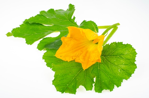 Fleur jaune et feuilles de courgettes vertes sur fond blanc.