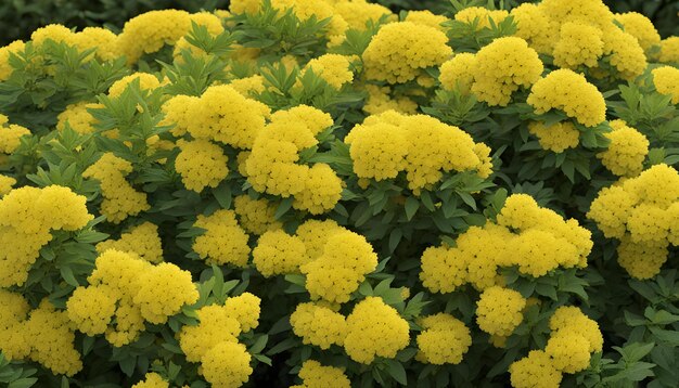 Photo une fleur jaune avec des feuilles vertes qui est jaune