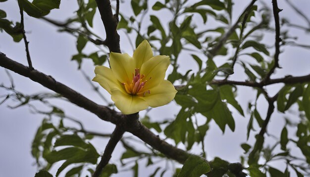 une fleur jaune fleurit sur une branche d'arbre