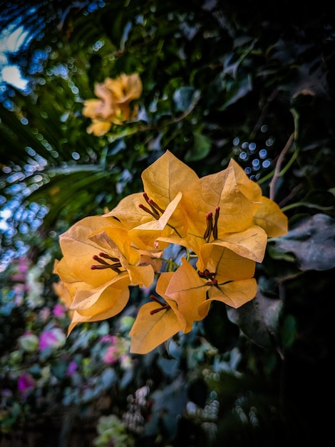 Une fleur jaune fleurit sur un buisson.