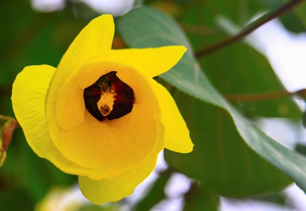 La fleur jaune fleurit magnifiquement à l'automne La beauté de la nature