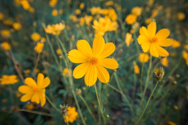 fleur jaune en fleurs dans le jardin, champ Cosmos en Thaïlande