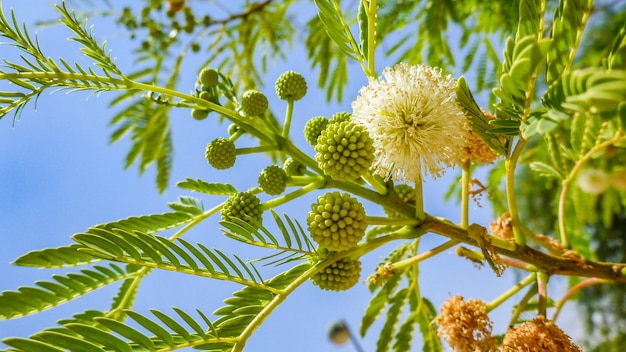 Fleur jaune de la floraison du mimosa (Acacia pycnantha, golden wattle) close up, Israël.