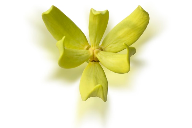 Une fleur jaune sur fond blanc