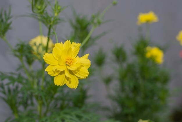 La fleur jaune avec fond de bokeh