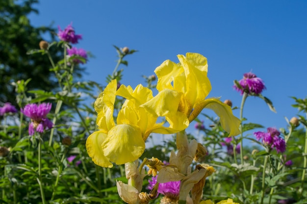 Fleur jaune sur fond de ciel bleu.