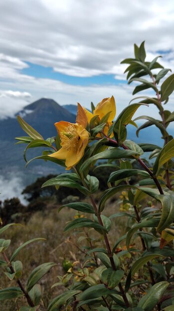 Photo fleur jaune sur le fond du mont