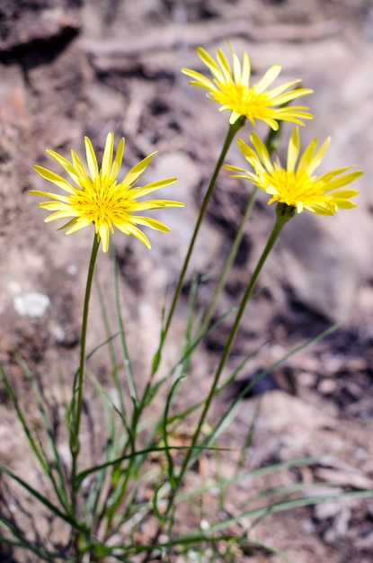 Fleur jaune sur fond flou.