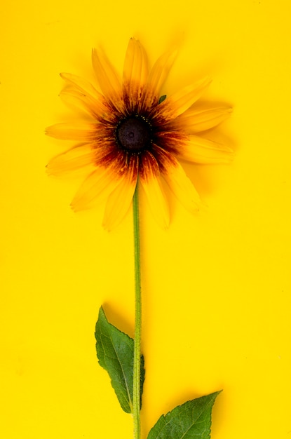 Fleur jaune sur fond de papier brillant. Photo