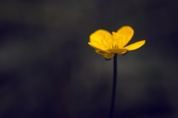 Une fleur jaune avec un fond sombre