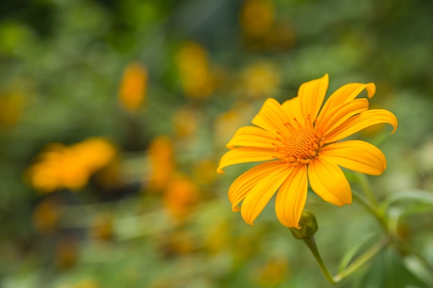 Fleur jaune avec fond vert bokeh