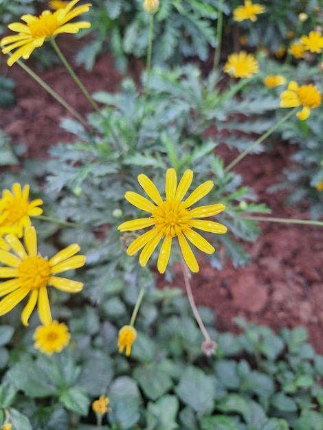 une fleur jaune avec un fond vert et un fond de terre rouge.