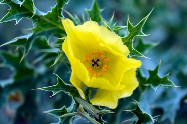 fleur jaune avec fond vert naturel