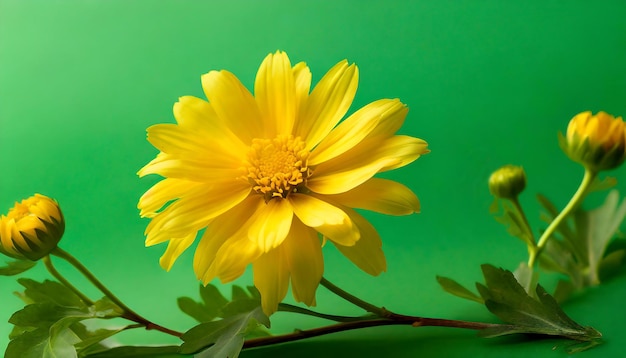 fleur jaune sur fond vert