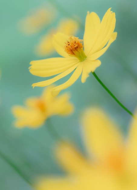 Une fleur jaune sur fond vert