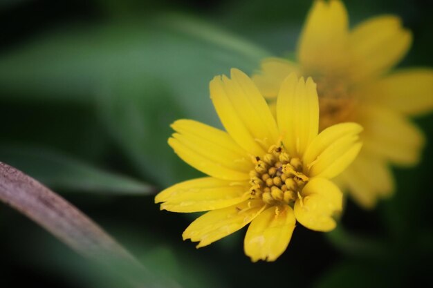 Une fleur jaune sur un fond vert