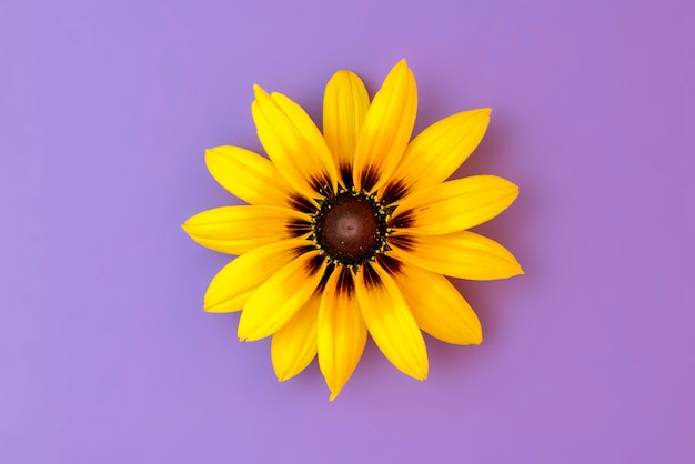 Fleur jaune sur fond violetRudbeckiaCouleur très péri