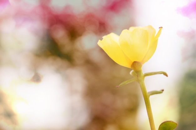 Fleur jaune et la fourmi avec fond Soft Focus couleur filtrée.