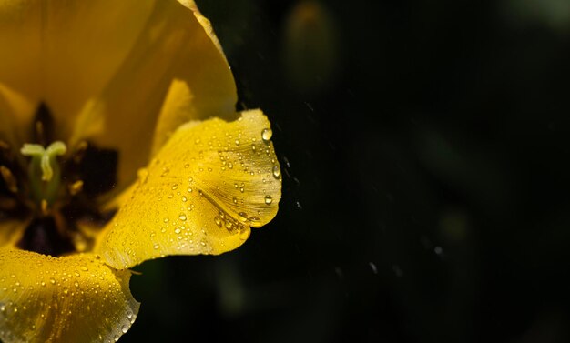 une fleur jaune avec des gouttes d'eau dessus