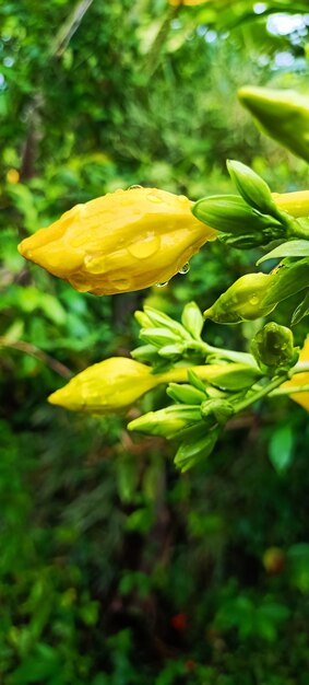 Photo fleur jaune avec des gouttes d'eau