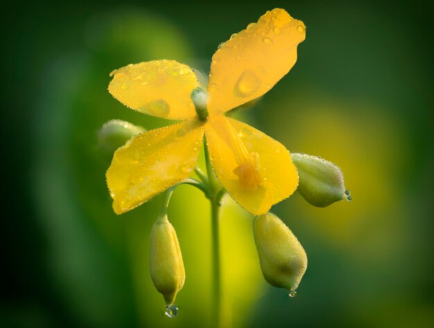 Fleur jaune et graines de chélidoine