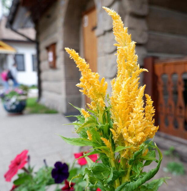 Photo une fleur jaune en gros plan sur le fond de la maison