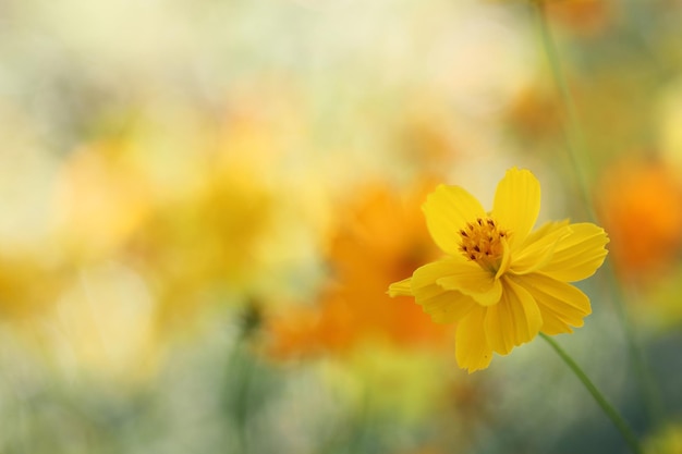 Fleur jaune en gros plan