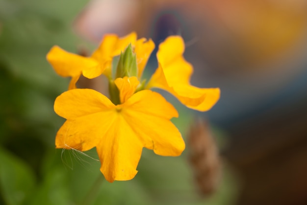 fleur jaune avec de l&#39;herbe coincée