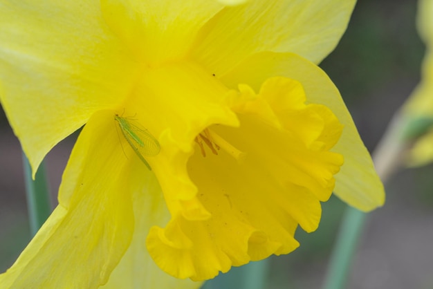 Une fleur jaune avec un insecte vert dessus