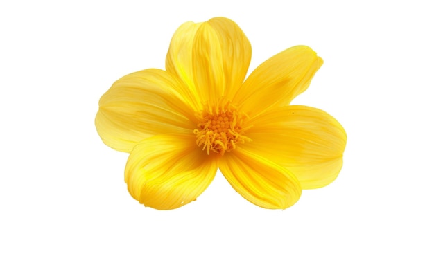 Fleur jaune isolée