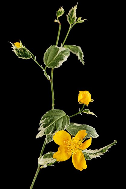 Fleur jaune de Kerria japonica isolée sur fond noir