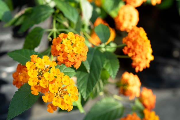 Une fleur jaune de Lantana Camara.