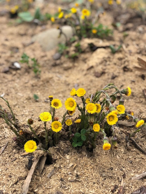 Fleur jaune sur la masse de sable