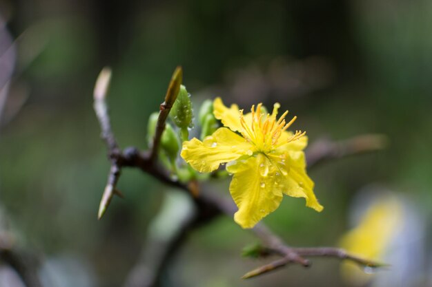 Une fleur jaune avec le mot " sur le côté