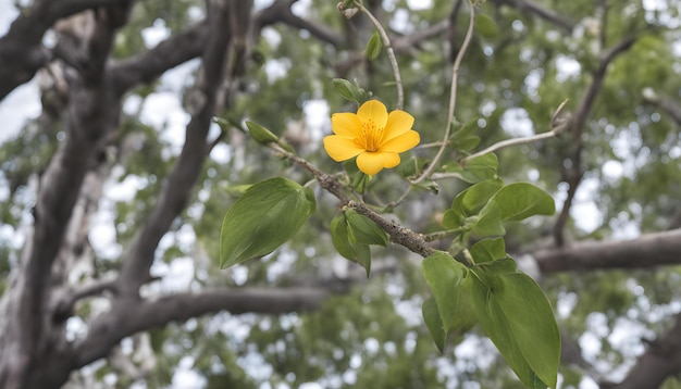 une fleur jaune avec le mot i dessus