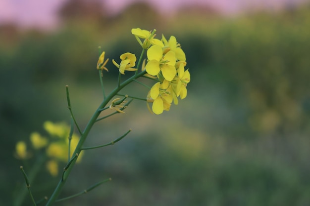 Une fleur jaune avec le mot moutarde dessus