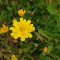 Photo une fleur jaune avec le mot pissenlit dessus