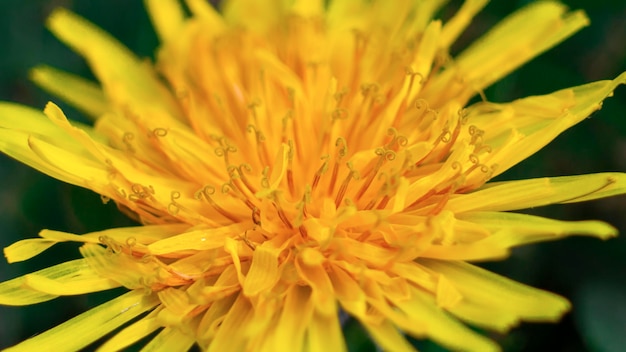 Une fleur jaune avec le mot pissenlit dessus