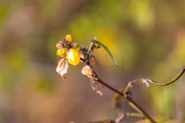 Une fleur jaune avec le mot " sur sa tête. "