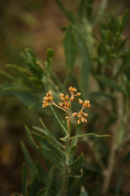 fleur jaune nature paysage plante