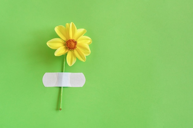 Fleur jaune naturel frais attaché en plâtre adhésif sur un vert