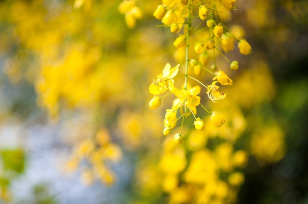 fleur jaune naturellement