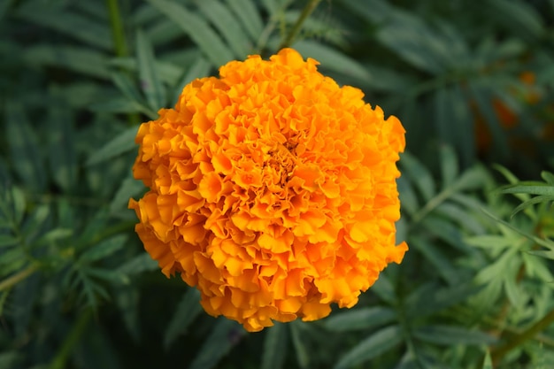 Photo une fleur jaune avec le nom dessus