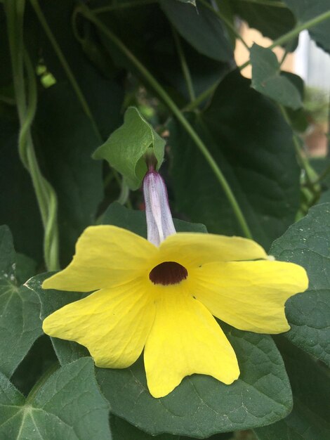 La fleur jaune de l'œil du poète Thunbergia alata