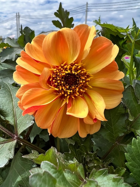Une fleur jaune avec de l'orange et du rouge au centre.