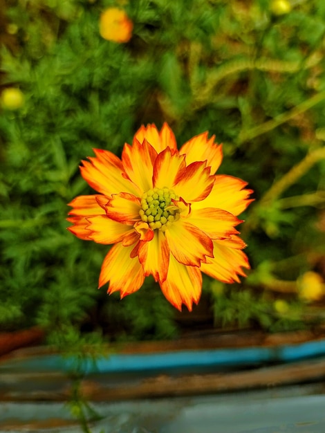 Une fleur jaune et orange est dans un jardin.